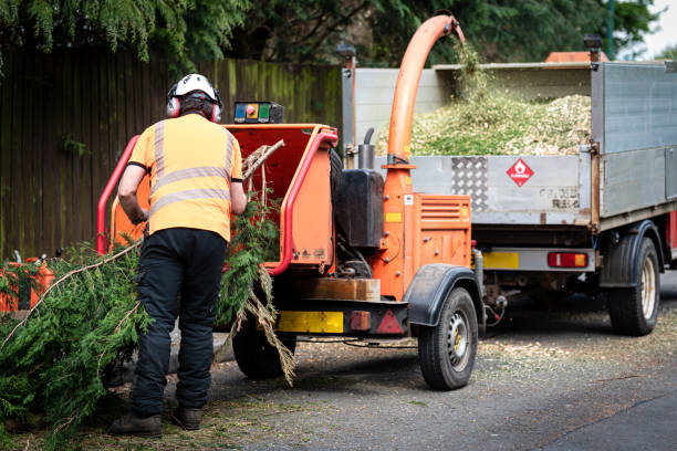 Professional Tree Service in Ocala Estates, FL